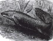 austrakusk lungfisk